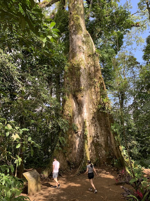 big tree at costa rica